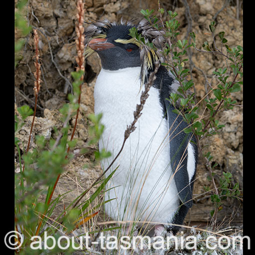 Northern Rockhopper Penguin, Moseley's rockhopper penguin, Moseley's penguin, Eudyptes moseleyi, Tasmania