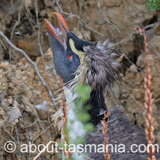 Northern Rockhopper Penguin, Moseley's rockhopper penguin, Moseley's penguin, Eudyptes moseleyi, Tasmania