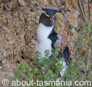 Northern Rockhopper Penguin