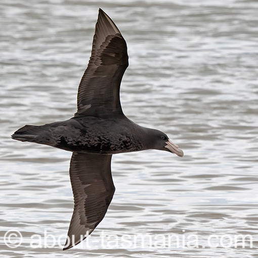 Southern Giant Petrel, Macronectes giganteus, Tasmania