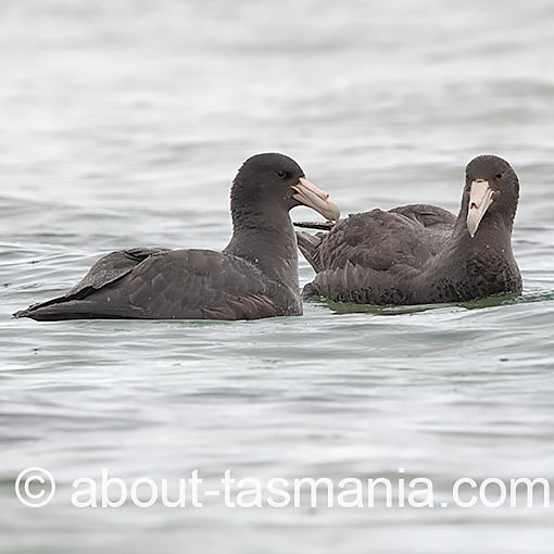 Southern Giant Petrel, Macronectes giganteus, Tasmania