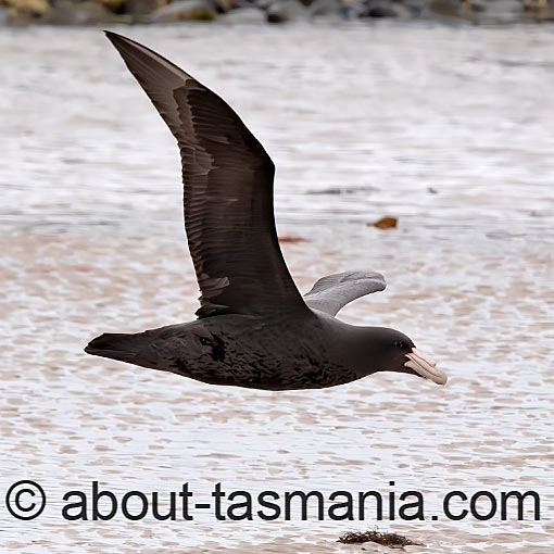 Southern Giant Petrel, Macronectes giganteus, Tasmania