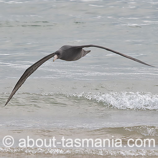 Southern Giant Petrel, Macronectes giganteus, Tasmania