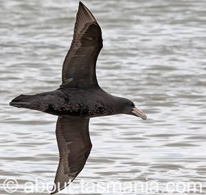 Southern Giant Petrel