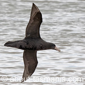 Southern Giant Petrel