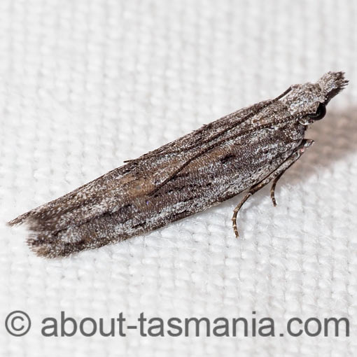 Anarsia dryinopa, Gelechiidae, Tasmania, moth