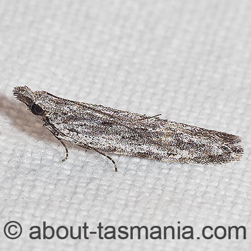 Anarsia dryinopa, Gelechiidae, Tasmania, moth