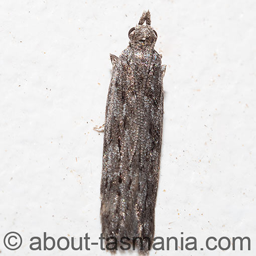 Anarsia dryinopa, Gelechiidae, Tasmania, moth