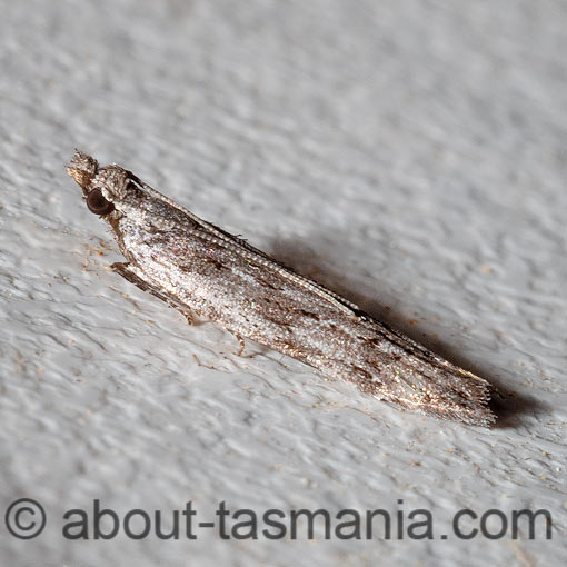 Anarsia dryinopa, Gelechiidae, Tasmania, moth