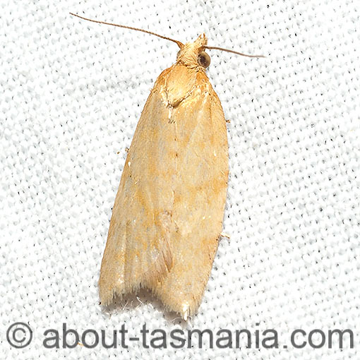 Clepsis divulsana, Tortricidae, Tasmania, moth