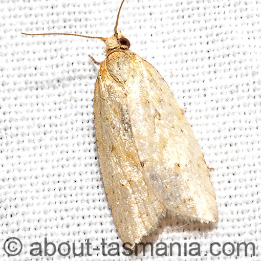 Clepsis divulsana, Tortricidae, Tasmania, moth