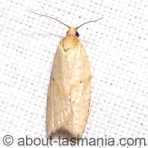 Clepsis divulsana, Tortricidae, Tasmania, moth