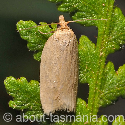 Clepsis divulsana, Tortricidae, Tasmania, moth