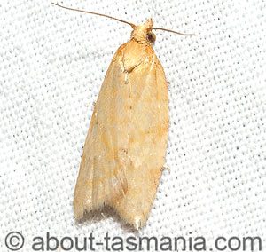 Clepsis divulsana