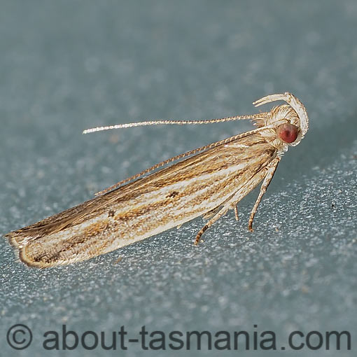 Eutorna diaula, Depressariidae, Tasmania, moth