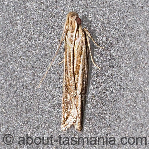 Eutorna diaula, Depressariidae, Tasmania, moth