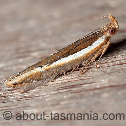 Eutorna eurygramma, Depressariidae, Tasmania, moth