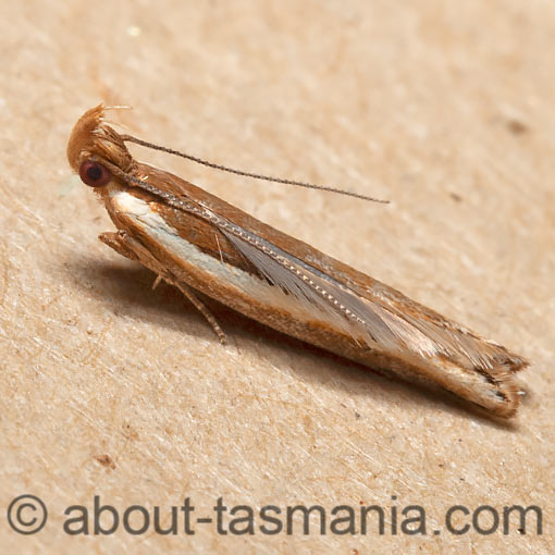 Eutorna eurygramma, Depressariidae, Tasmania, moth