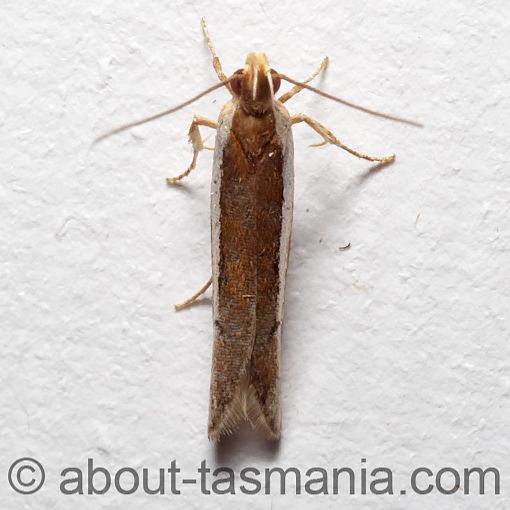 Eutorna eurygramma, Depressariidae, Tasmania, moth