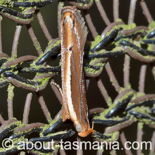 Eutorna eurygramma, Depressariidae, Tasmania, moth