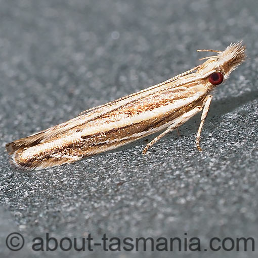 Eutorna leptographa, Depressariidae, Tasmania, moth