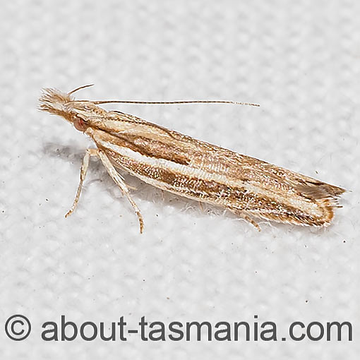 Eutorna leptographa, Depressariidae, Tasmania, moth