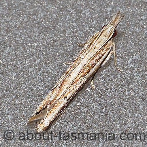 Eutorna leptographa, Depressariidae, Tasmania, moth