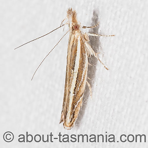 Eutorna leptographa, Depressariidae, Tasmania, moth