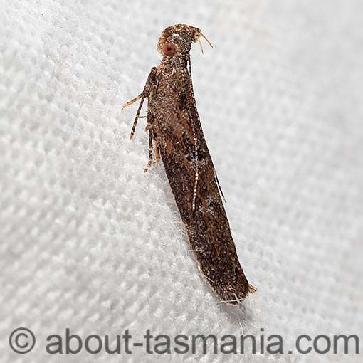 Eutorna phaulocosma, Depressariidae, Tasmania, moth