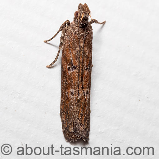 Eutorna phaulocosma, Depressariidae, Tasmania, moth