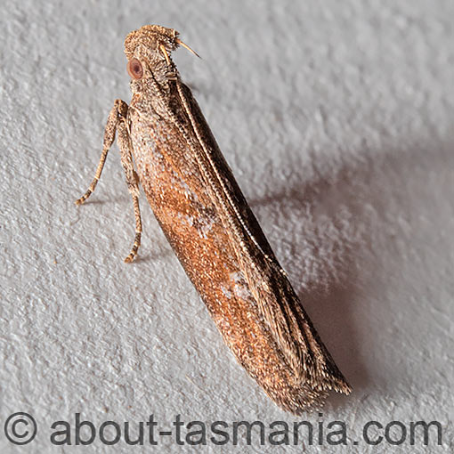 Eutorna phaulocosma, Depressariidae, Tasmania, moth