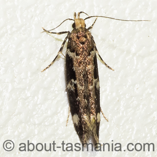 Macrobathra ceraunobola, Cosmopterigidae, Tasmania, moth