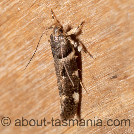 Macrobathra ceraunobola, Cosmopterigidae, Tasmania, moth