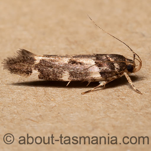 Macrobathra ceraunobola, Cosmopterigidae, Tasmania, moth