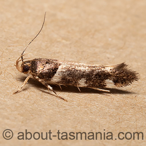 Macrobathra ceraunobola, Cosmopterigidae, Tasmania, moth