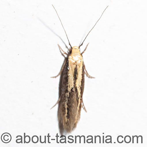 Opogona stenocraspeda, Tineidae, Tasmania, moth