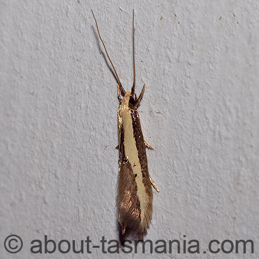 Opogona stenocraspeda, Tineidae, Tasmania, moth