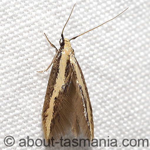 Opogona stenocraspeda, Tineidae, Tasmania, moth