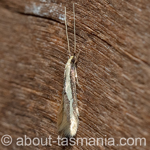 Opogona stenocraspeda, Tineidae, Tasmania, moth