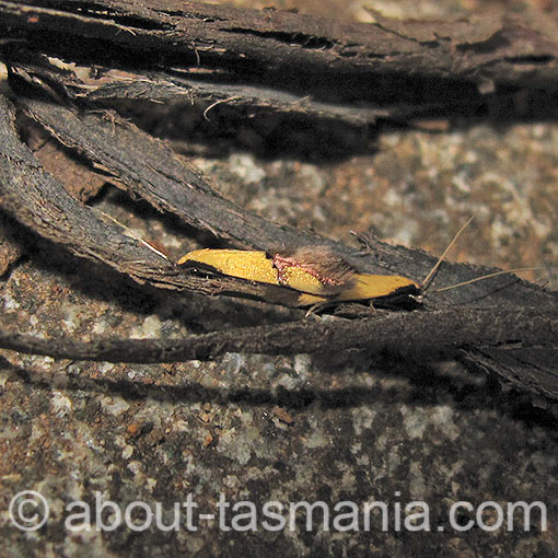 Opogona stereodyta, Tineidae, Tasmania, moth