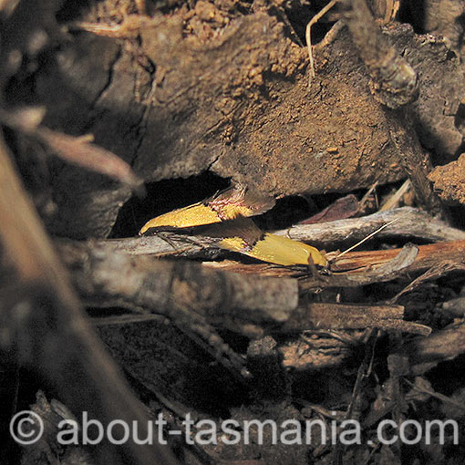 Opogona stereodyta, Tineidae, Tasmania, moth