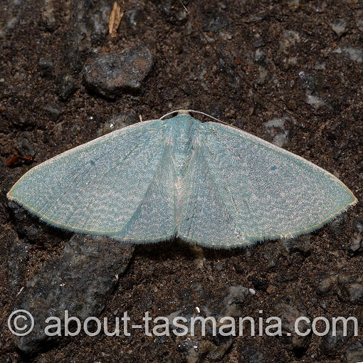 Poecilasthena fragilis, Geometridae, Tasmania, moth