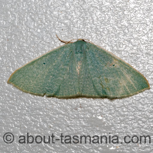 Poecilasthena fragilis, Geometridae, Tasmania, moth