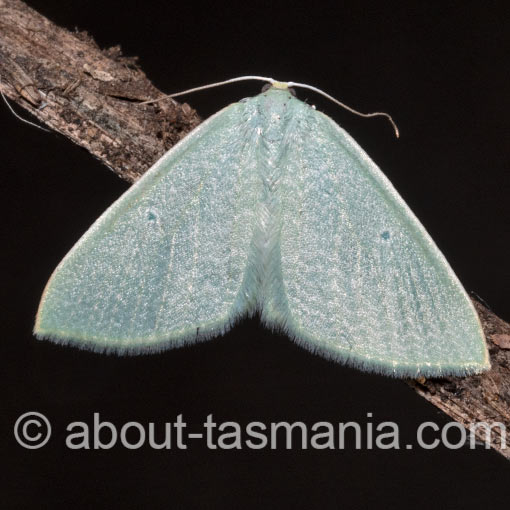 Poecilasthena fragilis, Geometridae, Tasmania, moth