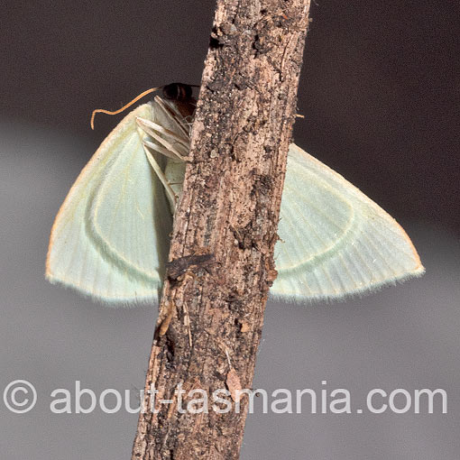 Poecilasthena fragilis, Geometridae, Tasmania, moth