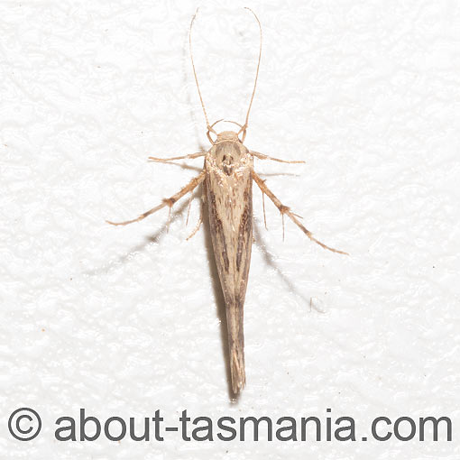 Stathmopoda cyanopla, Oecophoridae, Tasmania, moth