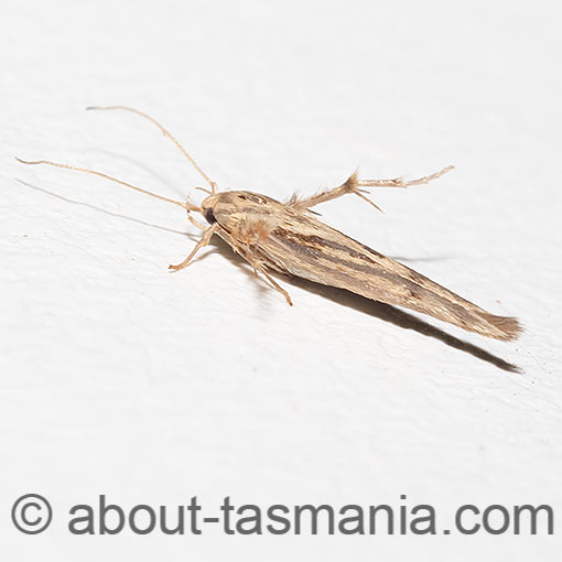 Stathmopoda cyanopla, Oecophoridae, Tasmania, moth