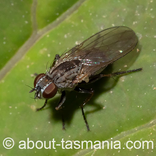 Coenosia acuticornis, Muscidae, Tasmania