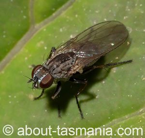 Coenosia acuticornis