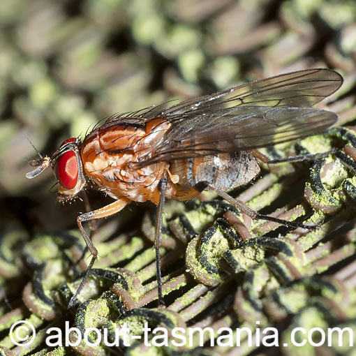 Helinomydaea fuscoflava, Muscidae, Tasmania